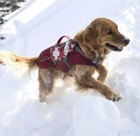 Do Dogs Belong in the Backcountry?